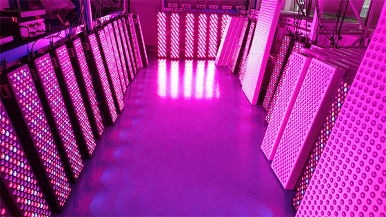 kupować Panel terapii czerwonym światłem o dużej mocy 1000W z zakresem częstotliwości 50Hz-60Hz i kątem wiązki 60° produkcja internetowa