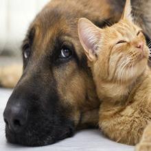 600 W do użytku domowego w pobliżu podczerwieni Urządzenie do terapii światłem LED Stop aluminium 4